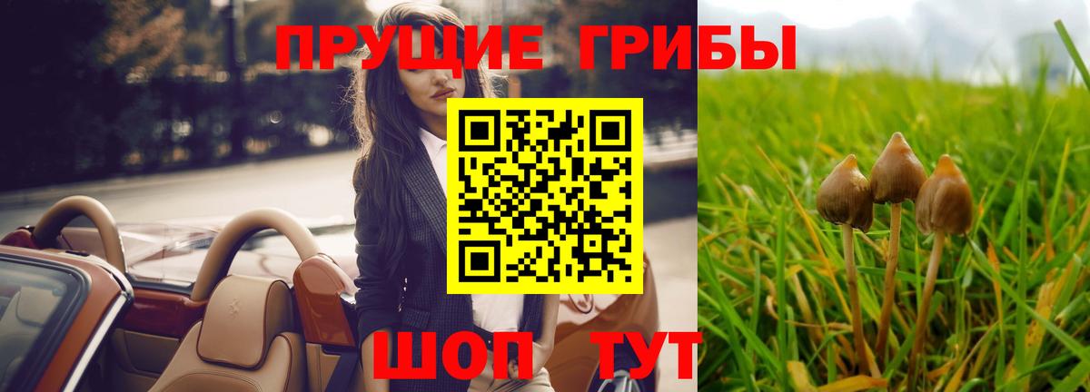 Псилоцибиновые грибы GOLDEN TEACHER  цены наркотик  Псилоцибиновые грибы Cubensis  Карабулак  Вход с VPN 